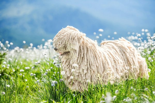 Quels sont les traits spécifiques d'un chien de race Komondor qui peuvent nécessiter des soins particuliers?